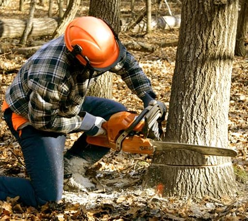 Tree Removal in Nottingham, NH